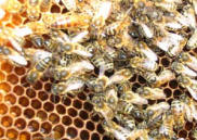 Г. Струнино, г. Александров, Мед, пчелы, прополис, воск, продукты пчеловодства