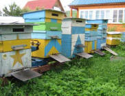 г. Струнино, Пчеловодство, пчелы, продукты пчеловодства, разведение и содержание пчёл, г Струнино, г. Александров