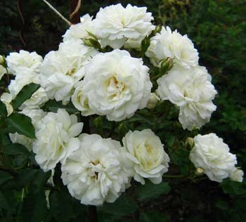 Роза белая, Частный питомник, г. Струнино, г. Александров, обрезка сада, формирование крон деревьев.