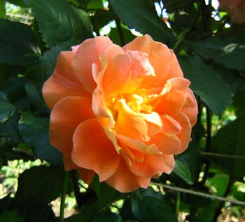 Роза персиковая, Декоративные культуры, саженцы, цветы, обрезка, агротехника.