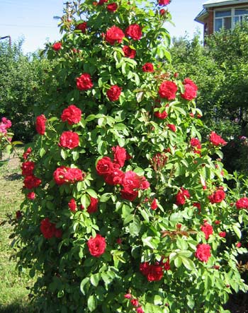Роза красная плетистая на опоре
