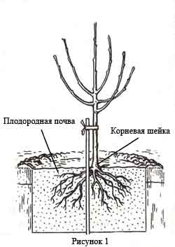 Правило посадки деревьев, Сорта, посадочный материал